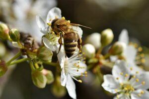 Honey bee is on the flower