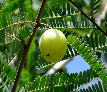 amla