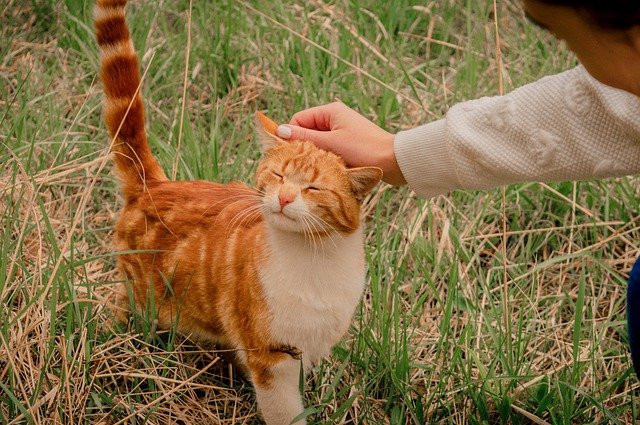A man keeping hand with kindess on cat